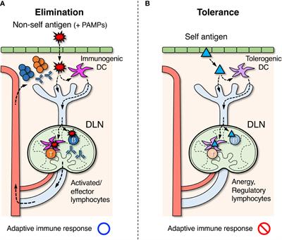 Yin and yang roles of B lymphocytes in solid tumors: Balance between antitumor immunity and immune tolerance/immunosuppression in tumor-draining lymph nodes